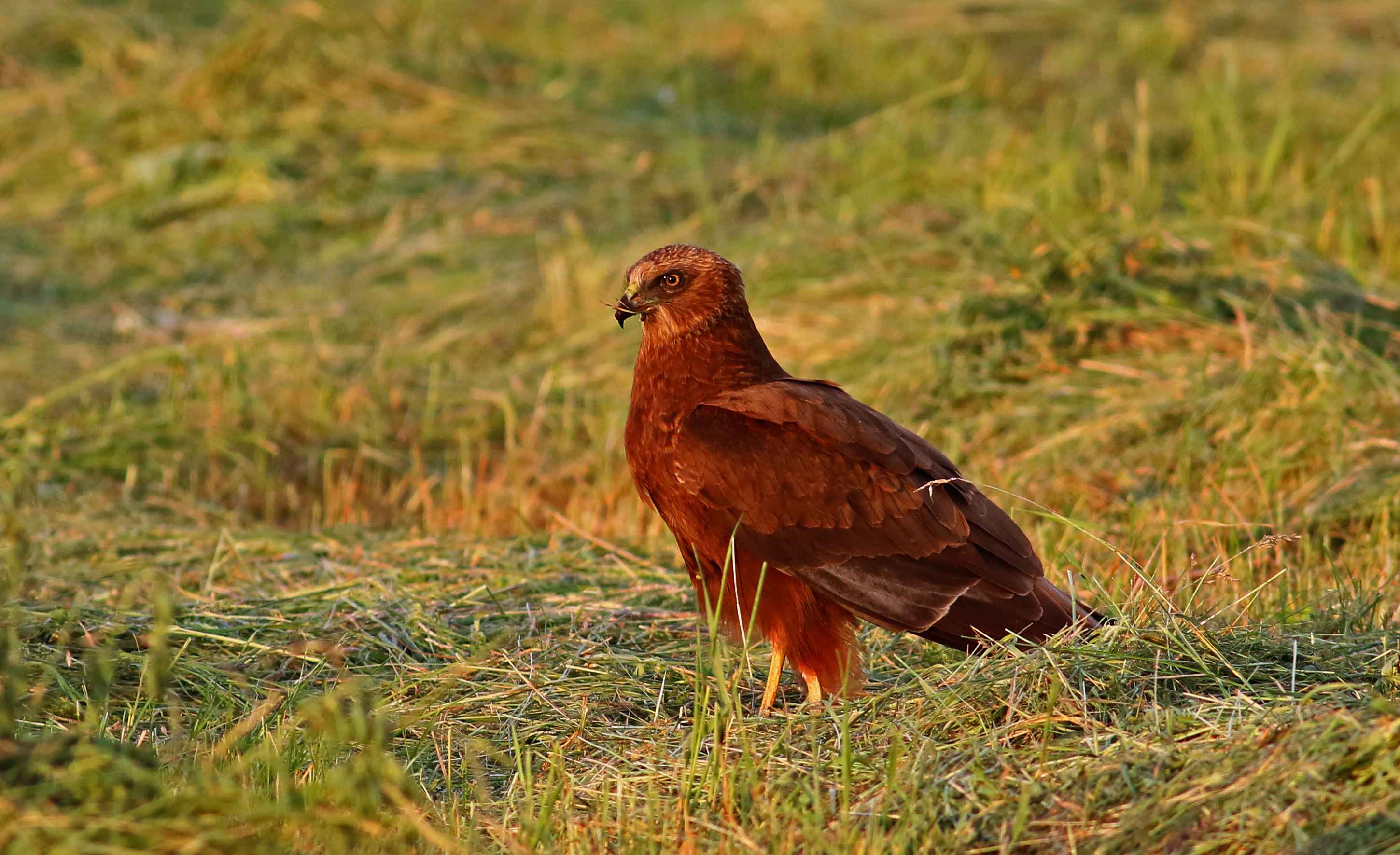 Eurasian Marsh-Harrier